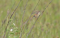 Desert Cisticola